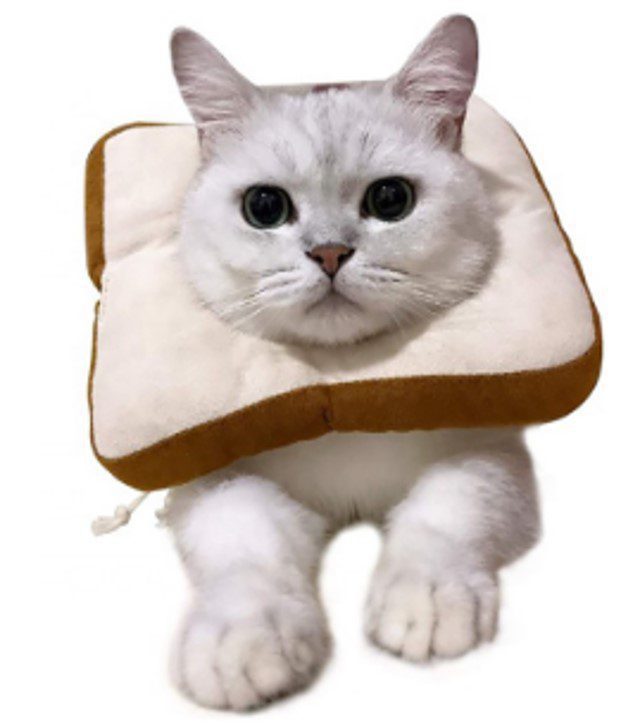 Collar-Isabelino-Pan-de-Molde-Gatito-Frontal-1.jpg Collar Isabelino Pan de Molde Gatito Frontal 1