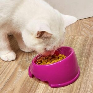 Ofertas 1 Plato para Perro Fosforescente