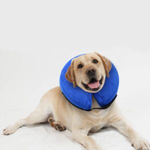Farmacia Veterinaria 16 El Collar Isabelino Inflable para perros y gatos es terapuetico. Acelera la curación de los eczemas y de las heridas con este collar isabelino inflable, de Animal Lovers, que impide que tu perro o gato se lama o mordisquee las heridas abiertas o la piel inflamada.