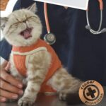 body-cobre7-1.jpg body cobre7 1