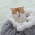 cama-escondite-2-2.jpg cama escondite 2 2