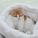 cama-escondite-3-2.jpg cama escondite 3 2