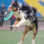 dispensador-ovni-1-1-1.jpg dispensador ovni 1 1 1