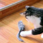 raton-29cm-4-1.jpg raton 29cm 4 1