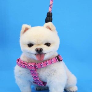 Arnes Perros Pequeños Tejidos