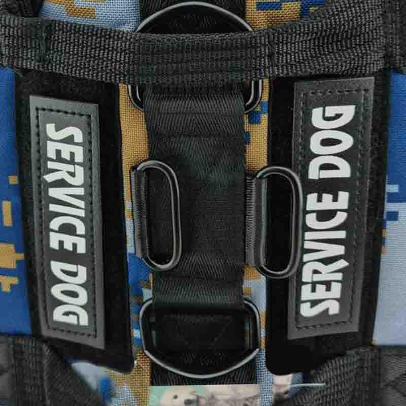 service-dog-azul-2-1.jpg service dog azul 2 1