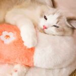 Cama-cueva-almohada-gatos-7-1 Cama cueva almohada gatos 7 1