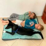 camas-para-perros-medianos-lavables Camas para Perros Grandes Lavables con Colchón XL Hoopet ofrecen a tu fiel compañero de gran tamaño un lugar cómodo y limpio para descansar después de un día lleno de actividad.