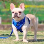 arnes-para-perros-talla-s Arnés para Perro Talla S es la protección óptima para tu fiel compañero además garantizamos una experiencia de paseo placentera tanto para ti como para tu peludo amigo. Este producto ha sido diseñado meticulosamente con una serie de características que lo convierten en una opción incomparable para dueños responsables.