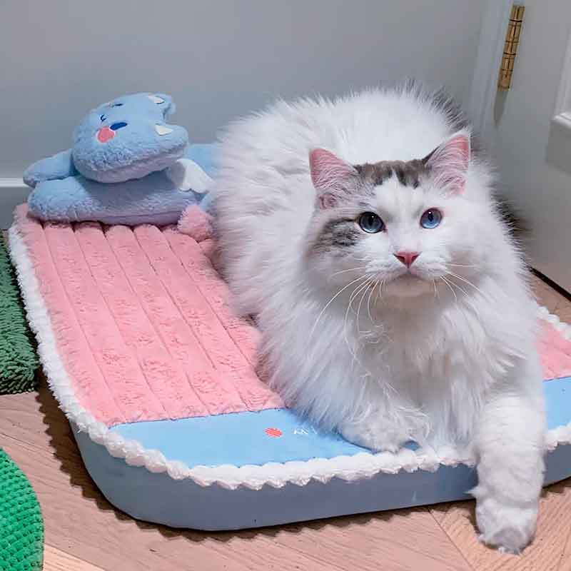 cama-gato-premium-7-5 cama gato premium 7 5