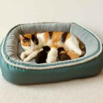 Cama_Nido_para_Perros_de_Lujo1 Cama Nido para Perros de Lujo M